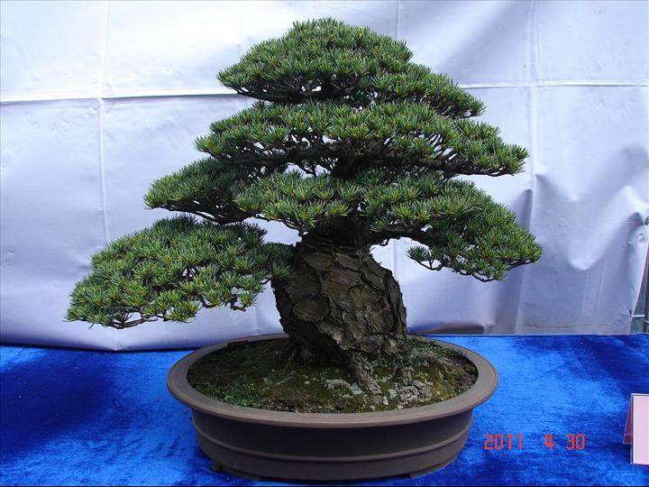 慈溪市首届盆景展在浒山会所举办