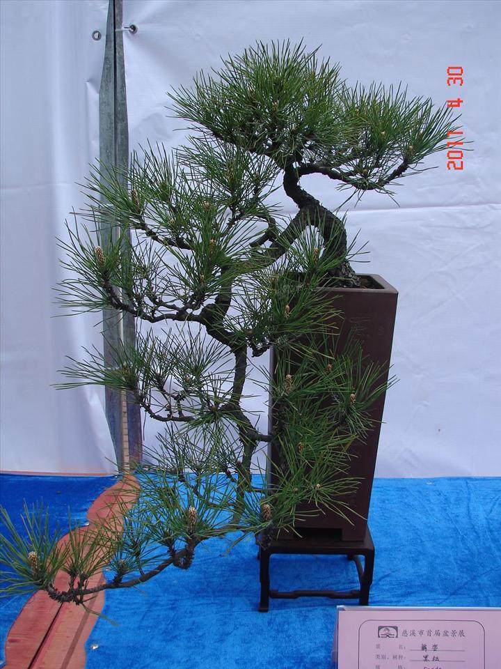 去年他将一盆金银花盆景以320元的价格卖给顾客