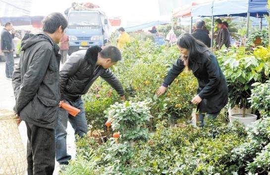 浙江:东阳城区物资交流会花卉盆景俏