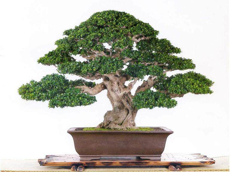 浙江杭州市第十二届盆景博览会在富阳举办