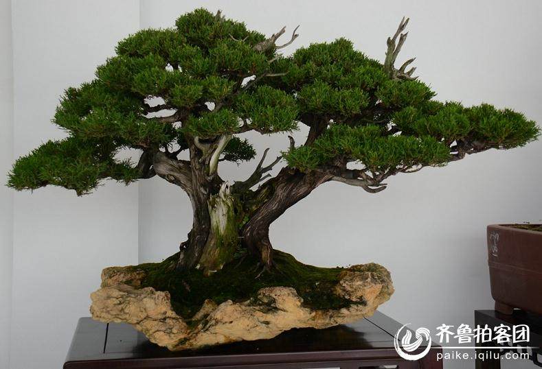 浙江安吉10万白茶盆景培育成功