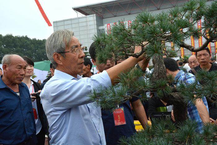 浙江海内外盆景大师 在余姚献艺