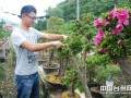 浙江台州玩转盆景的80后小伙
