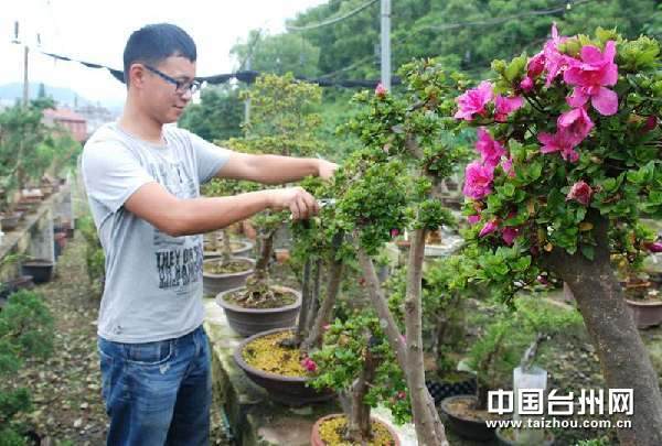 80后小伙.jpg 浙江台州玩转盆景的80后小伙