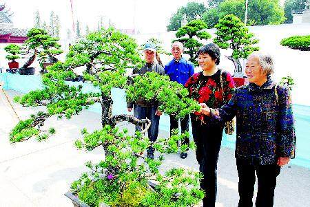 浙江浦江县八旬老人巧用盆景扮靓庭院