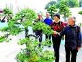 浙江浦江县八旬老人巧用盆景扮靓庭院