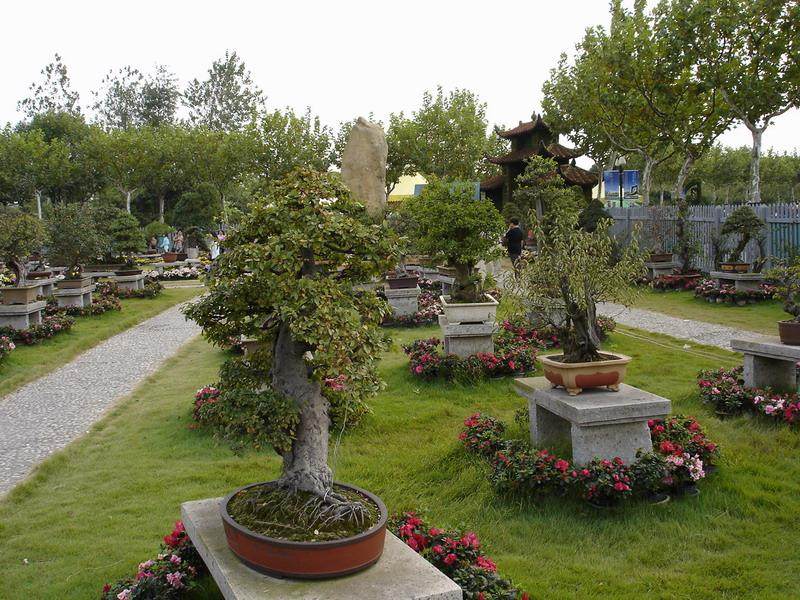 浙江受冻柑橘转变成盆景再致富