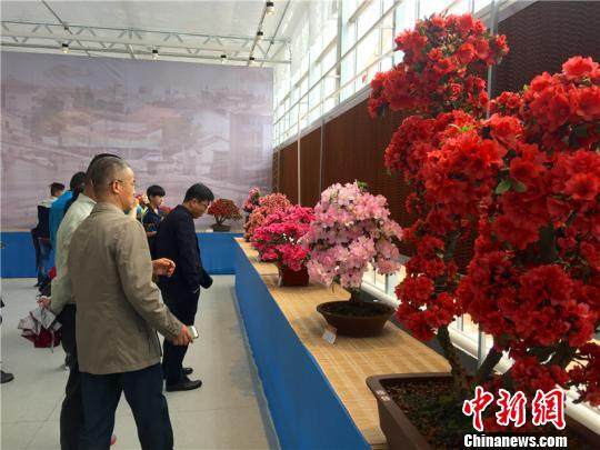 图为双林镇首届杜鹃盆景展 方堃 摄
