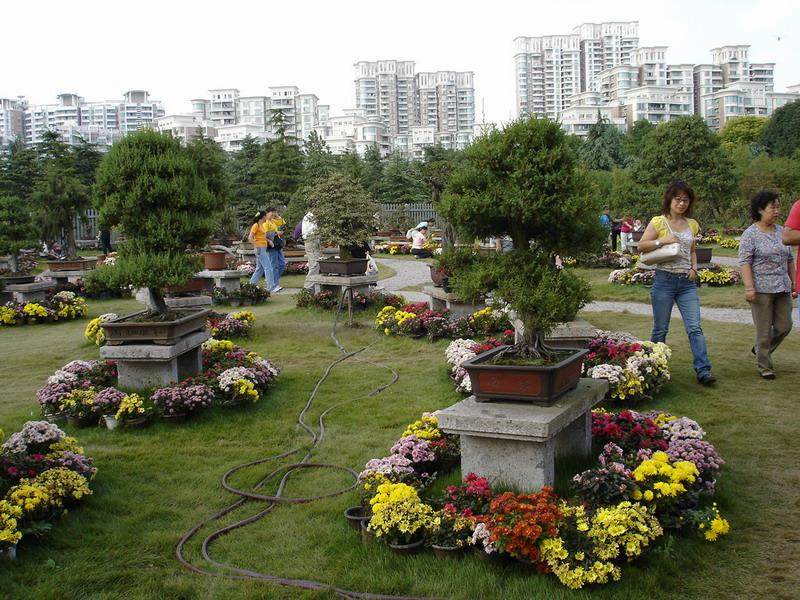 杭州市盆景租赁采购项目的中标结果公示