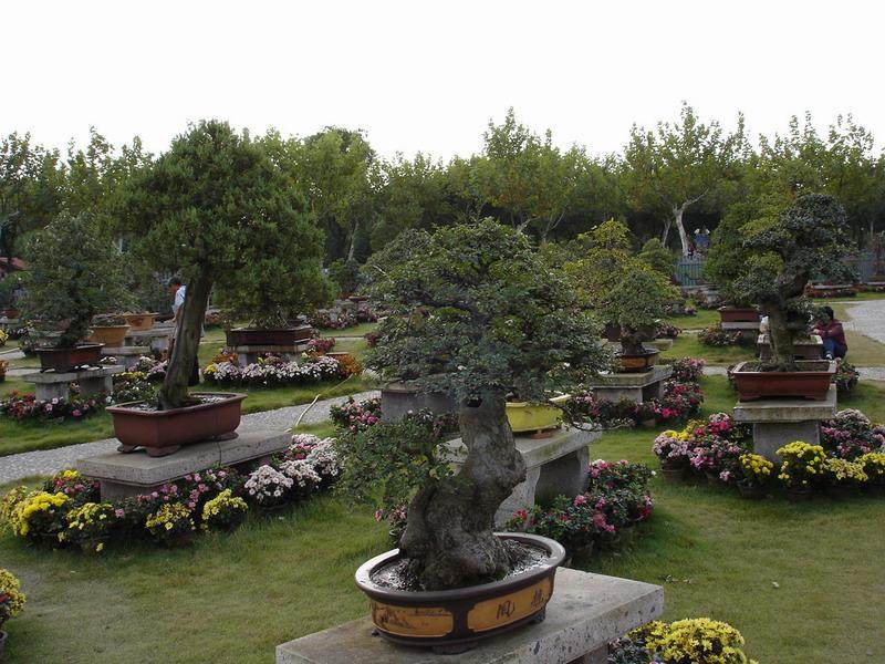 宁波杭州盆景租赁服务招标项目（重发）的采购公告