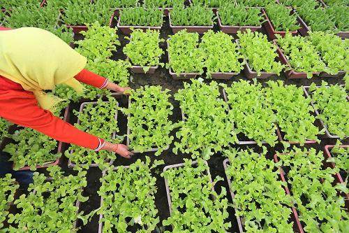 杭州不输花卉美　不逊盆景型　蔬菜的逆袭