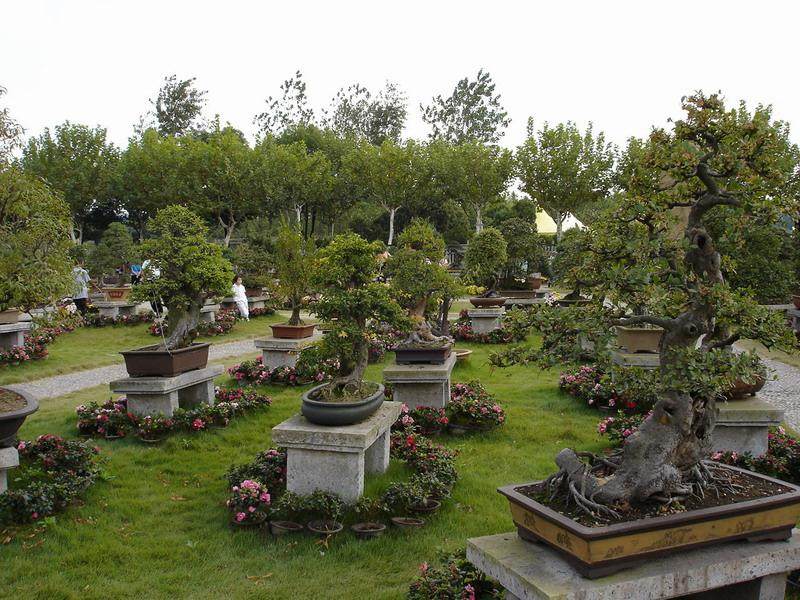 杭州双浦镇有位古稀老人10年时间自建盆景园