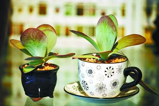 杭州盆景植物的价格价格就可以卖到30元