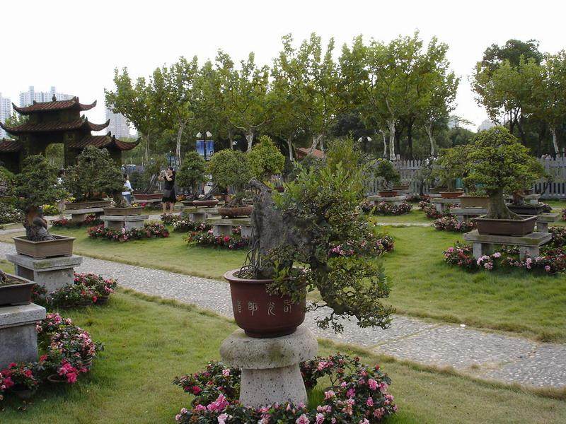 杭州检验检疫局助推输欧盆景企业走出口发展之路