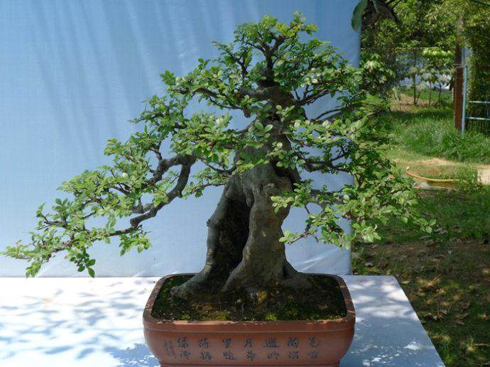 杭州开展 精选66幅国画及曲园盆景