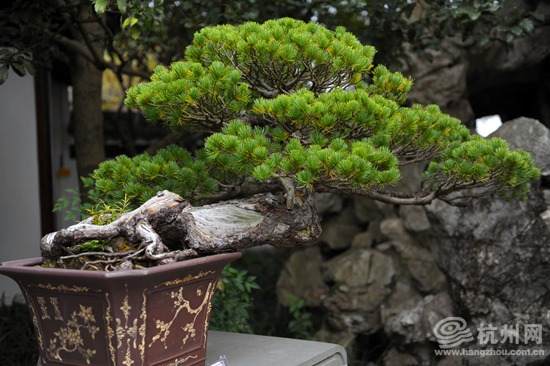 杭州浙派盆景邀你共赏尺寸间的四维艺术