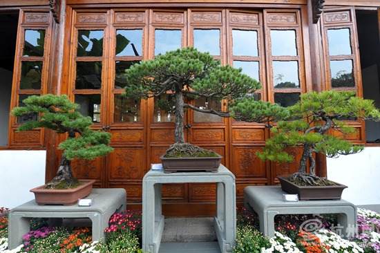杭州浙派盆景邀你共赏尺寸间的四维艺术