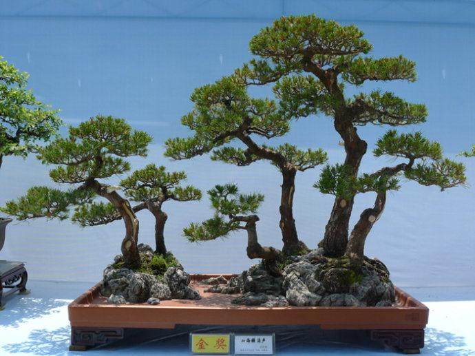 平度 义卖报纸最多的可以获得精美的盆景