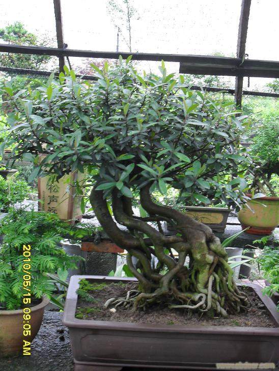 盆景送凉爽-管院青协联盛义卖盆栽活动