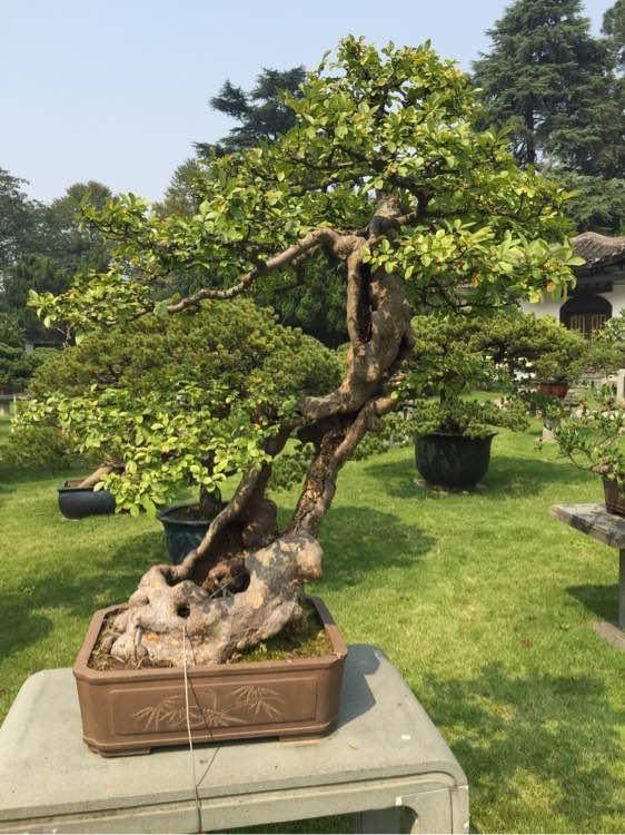 石峰区残联联合市盛康托养康复中心举行水晶盆景义卖