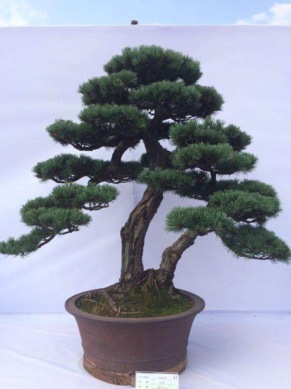 宁波：家中废品可换盆景