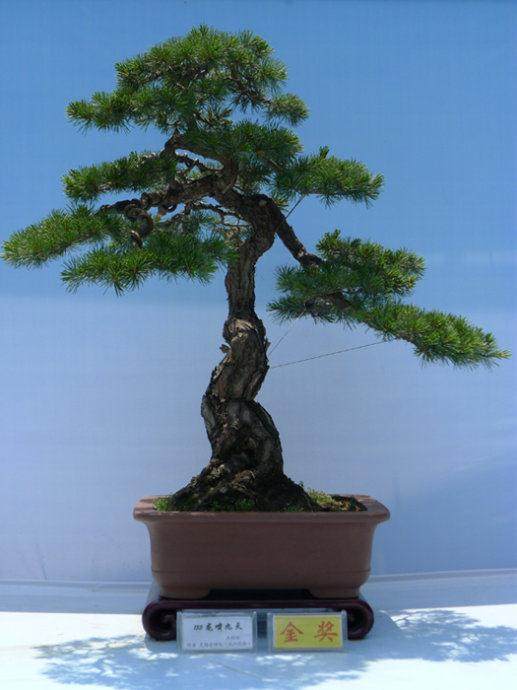 宁波市盆景园新址 落户宁波植物园