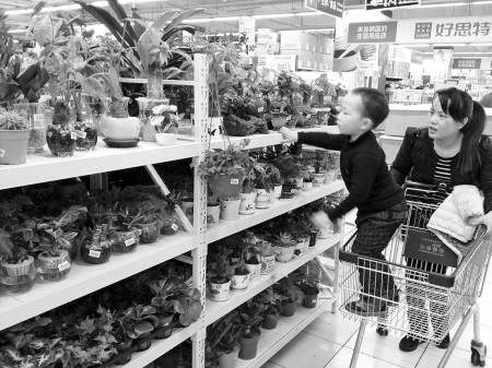 早春三月 宁波超市绿色植物小盆景生意俏
