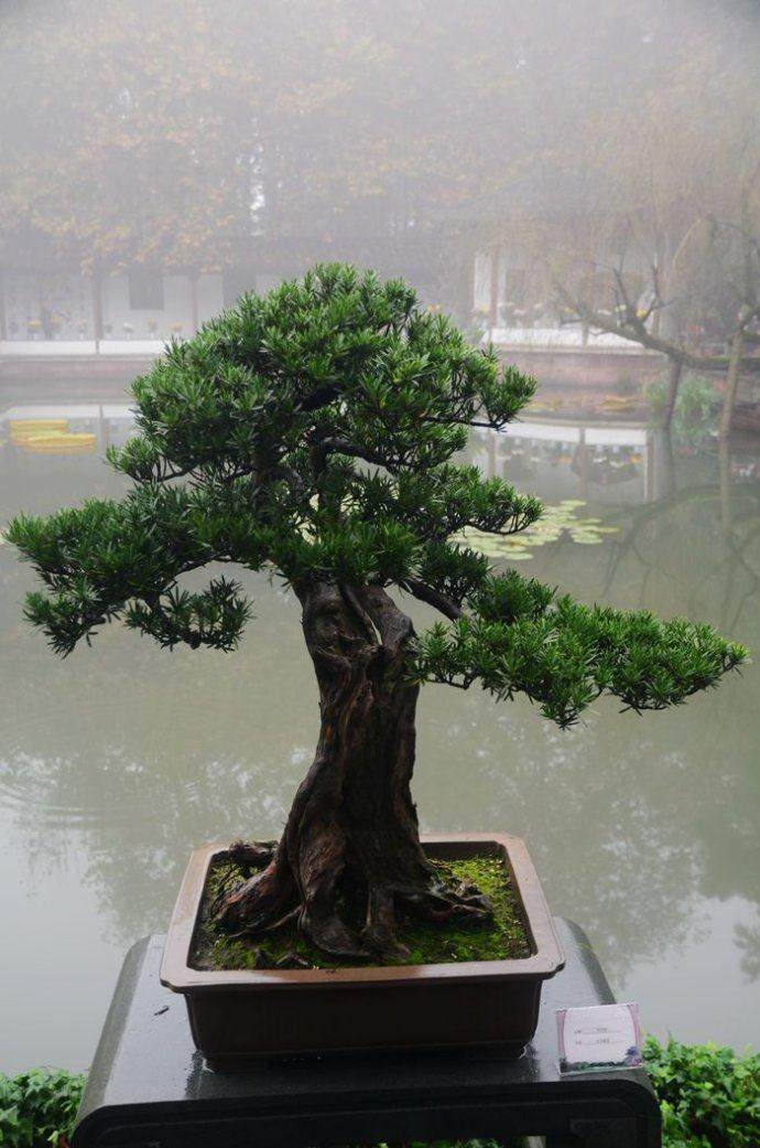 宁波局山水盆景重点实验室喜迎开门红