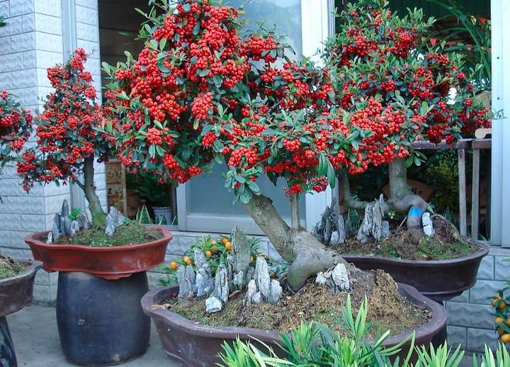 捧出自家养的花草来吧宁波要办家庭盆景艺术展了