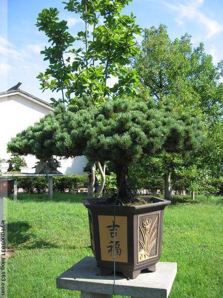 宁波市第三届精品盆景艺术文化展即将亮相