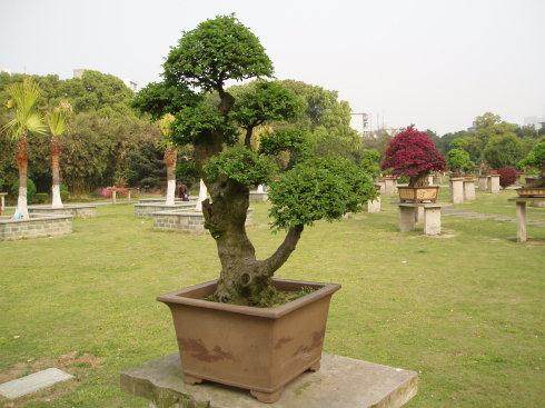 即将开建的宁波盆景园获赠首份盆景展品