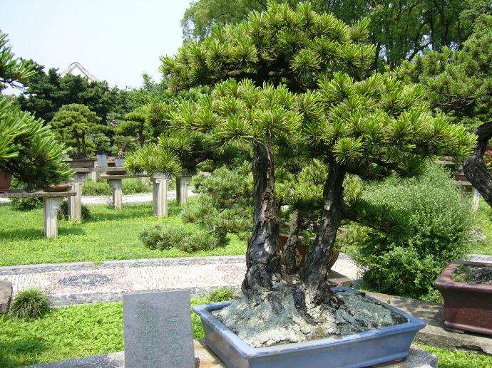 游客游园太随意 温州马鞍池盆景园3天内2次闭园