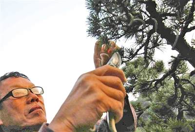 温州盆景冷清中找寻出路