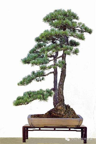 盆景艺术的执着追求者-胡乐国先生简介