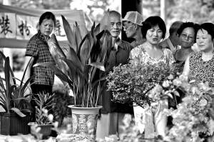 小区居民“晒”盆景邻里乡亲“饱”眼福