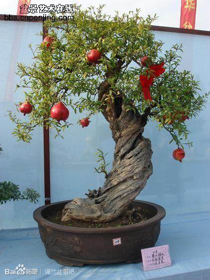 “盆景秀”上红石榴出彩