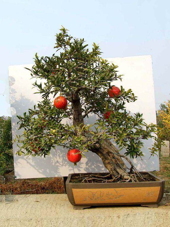 盆景石榴虽然品种繁多 但大多品种都有一个致命的缺点