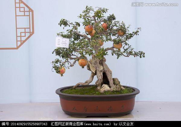 百年古石榴盆景　亮相花卉大观园