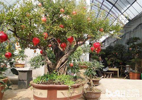 山东枣庄驿城石榴园艺盆景形成大产业