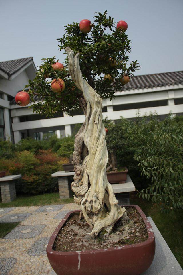 宝贝石榴盆景丢失 云先生很郁闷