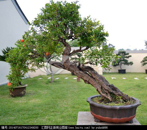 有读者问盆栽石榴是否就是石榴盆景？