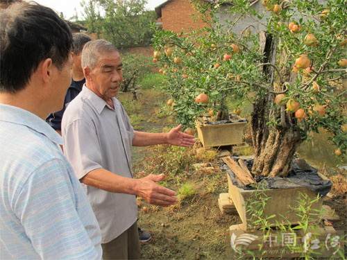 常德光在古树盆景中找寻石榴文化