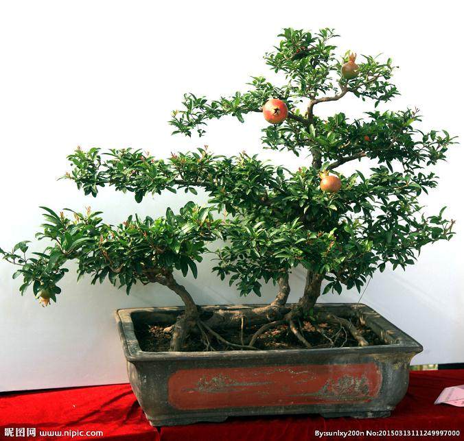 怀远石榴盆景将亮相花博会