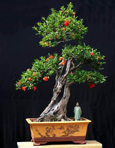 会理打造石榴 园艺盆景文化园