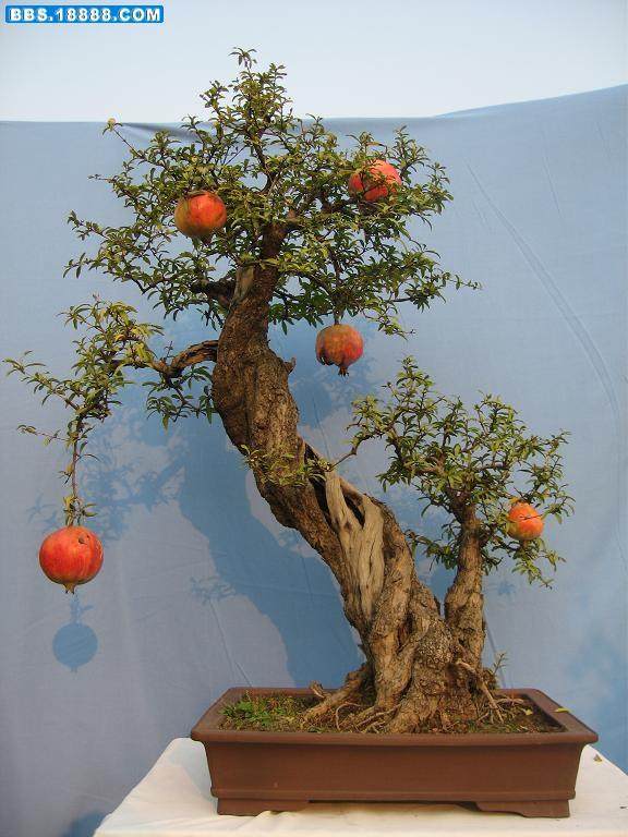 两男摸黑挖走八棵石榴树 欲偷回做盆景卖钱被抓