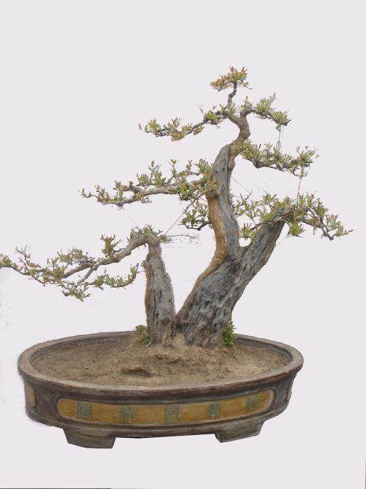 石榴盆景醉游人