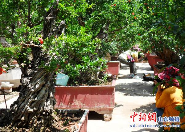 石榴.jpg 山东枣庄峄城石榴盆景园 立体的画