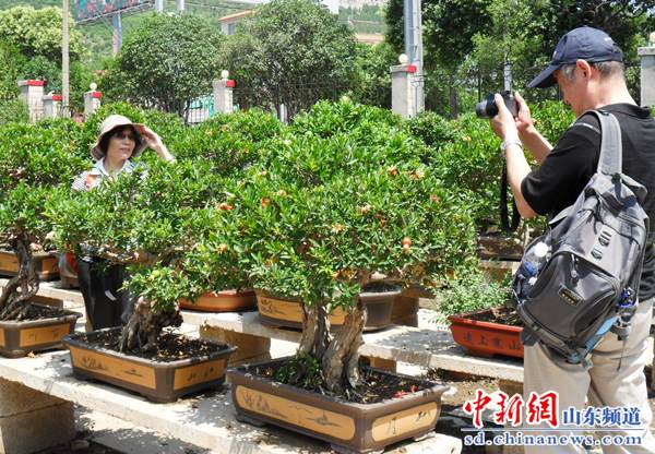 石榴2.jpg 山东枣庄峄城石榴盆景园 立体的画