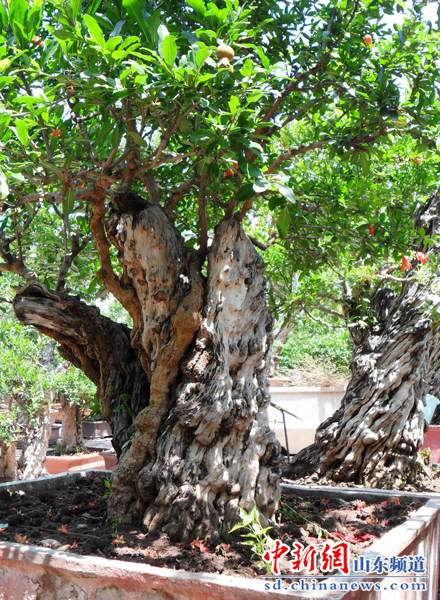 石榴1.jpg 山东枣庄峄城石榴盆景园 立体的画