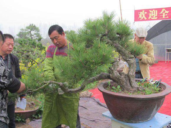 红花岗区举办花卉盆景制作培训